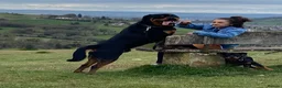 Rottweiler dogs for sale: TRADITIONAL GERMAN ROTTWEILER PUPPIES FOR SALE - Advert 10