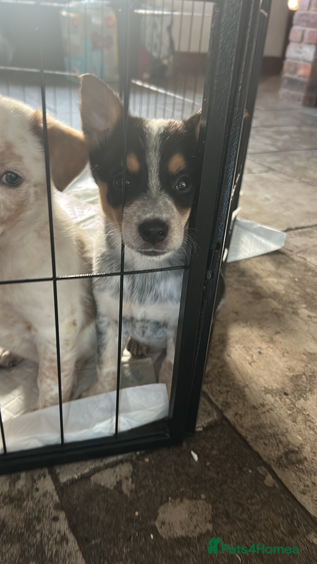 Mixed Breed dogs for sale: Stunning Border Heeler Puppies - Image 4