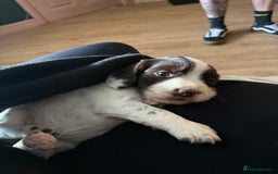 Cocker Spaniel dogs for sale: 4 beautiful cocker spaniels  - Image 3