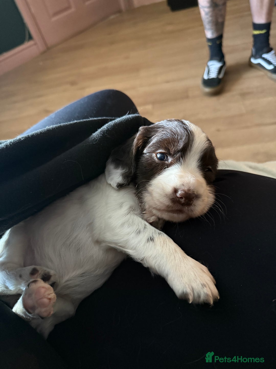 Cocker Spaniel dogs for sale: 4 beautiful cocker spaniels  - Image 3