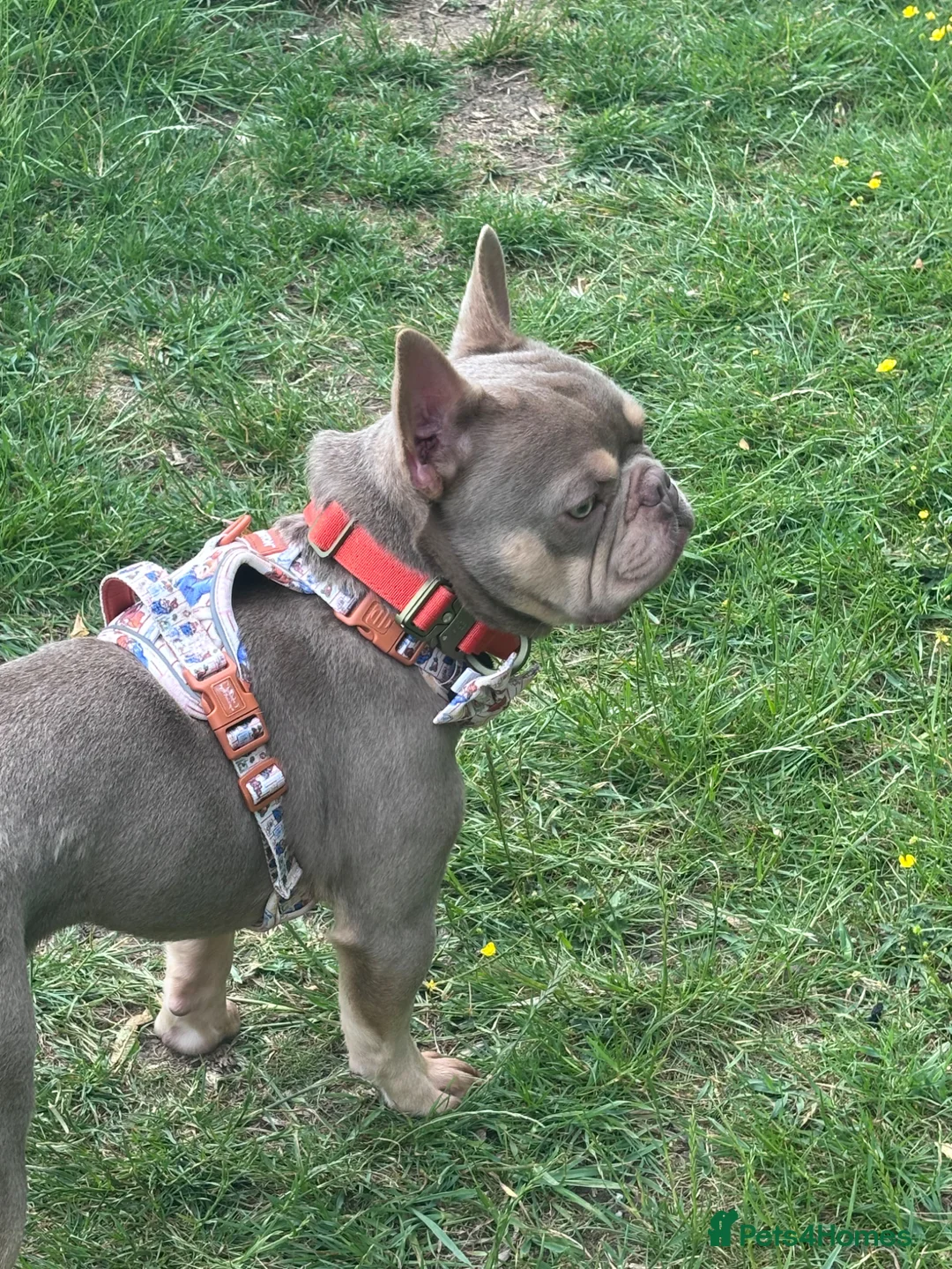 French Bulldog dogs for stud: Isabella & tan carrying fluffy stud  - Advert 2