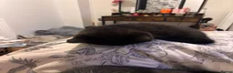 Mixed Breed cats for sale: 2 Gorgeous little girls left  - Advert 6
