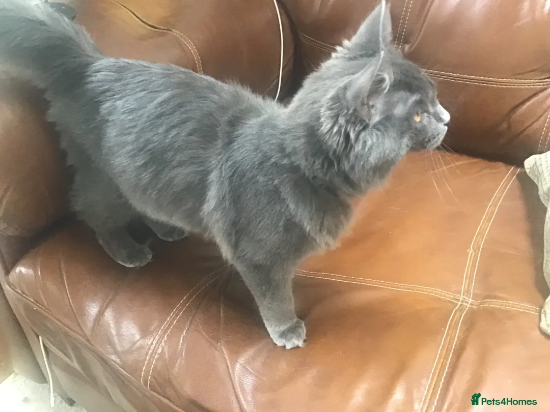 Maine Coon cats for sale: Beautiful TICA reg girl  - Advert 2