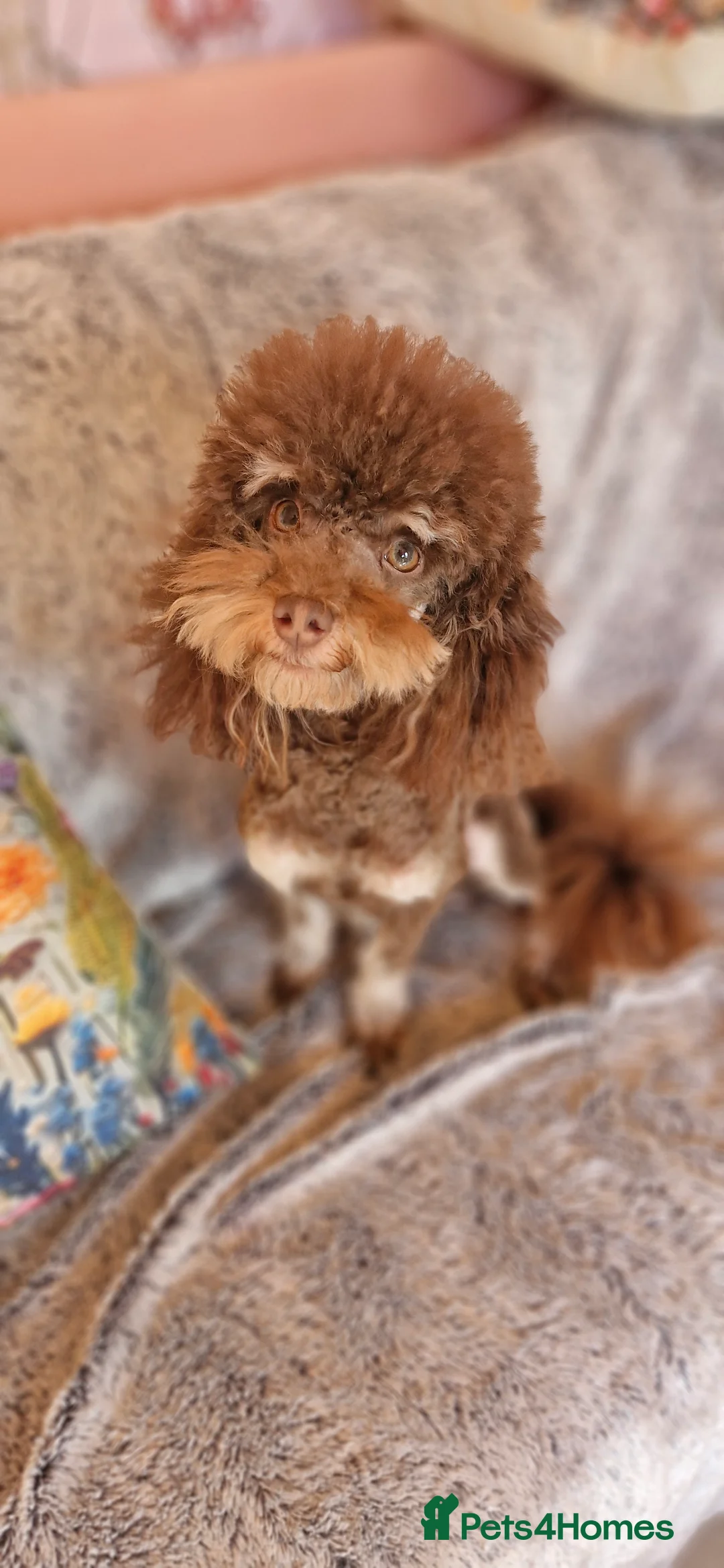 Toy Poodle dogs for stud: Gorgeous Ralph kc toy poodle STUD ONLY in Lincoln - Advert 5