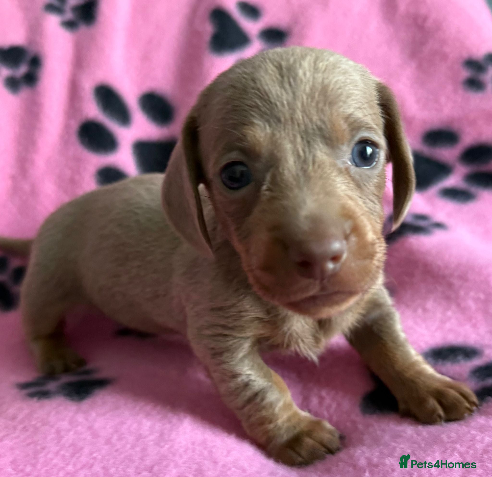 Dachshund dogs Gorgeous litter🌈 - Advert 10