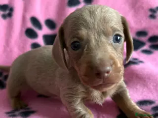 Dachshund dogs Gorgeous litter🌈 - Advert 10