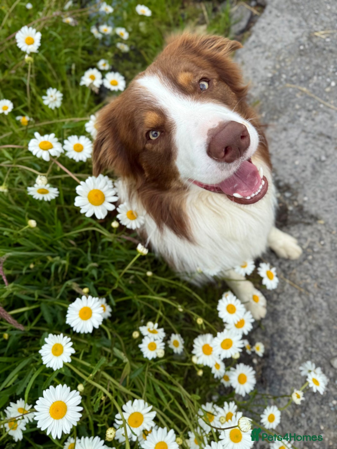 Border Collie dogs for stud: Stud - Whiskey the Red Tri Border Collie 🐾 in Rossendale - Image 1