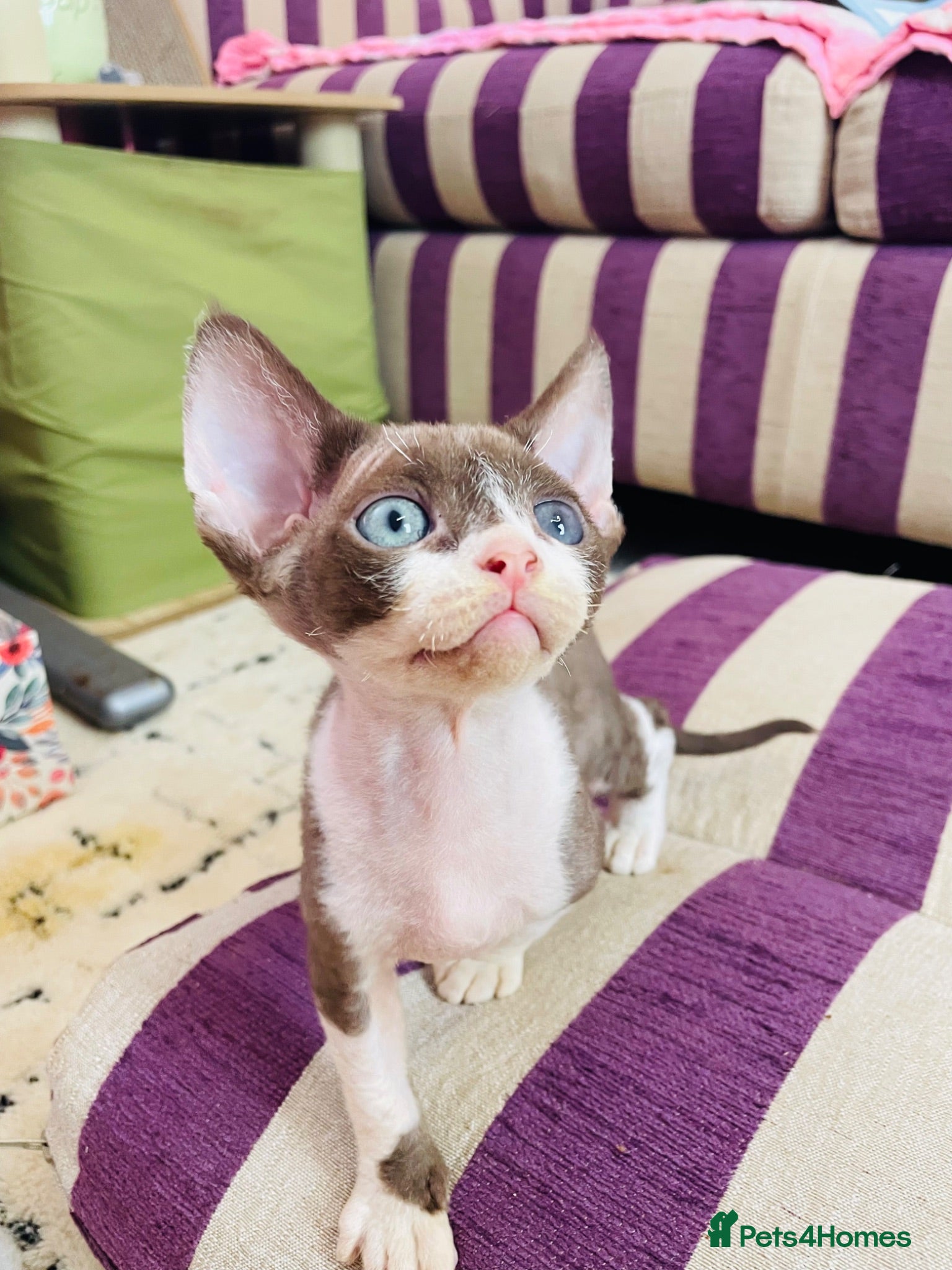 Devon Rex cats Beautiful pure Devon Rex kittens  - Advert 17