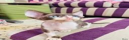 Devon Rex cats for sale: Beautiful pure Devon Rex kittens  - Advert 4