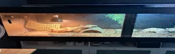 Bearded Dragon reptiles for sale: White bearded dragon  in Swindon - Advert 3