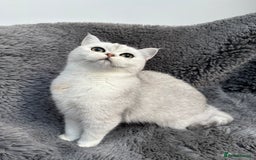 British Shorthair cats for sale: Champions Bloodlines  British and Scottish cats  in Feltham - Image 12