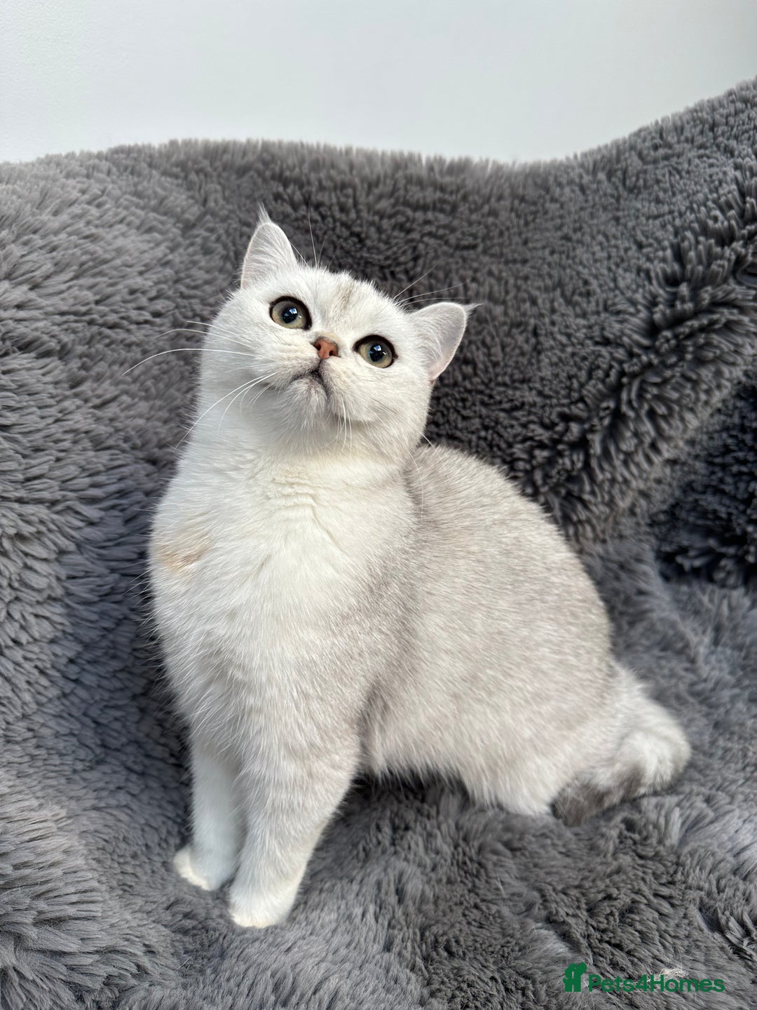 British Shorthair cats for sale: Champions Bloodlines  British and Scottish cats  in Feltham - Image 12