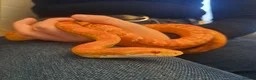 Corn Snake reptiles for sale: Corn snake with vivvarium in Ivybridge - Advert 3