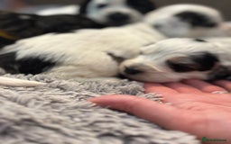 Cockapoo dogs for sale: F1 cockapoos beautiful litter 5 left* - Image 30