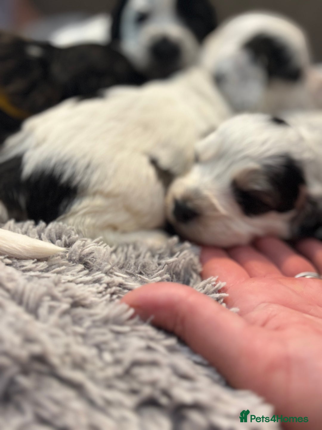 Cockapoo dogs for sale: F1 cockapoos beautiful litter 5 left* - Image 30