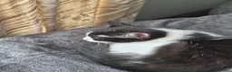 Mixed Breed cats for sale: Kittens for sale  in Newton Aycliffe - Advert 7