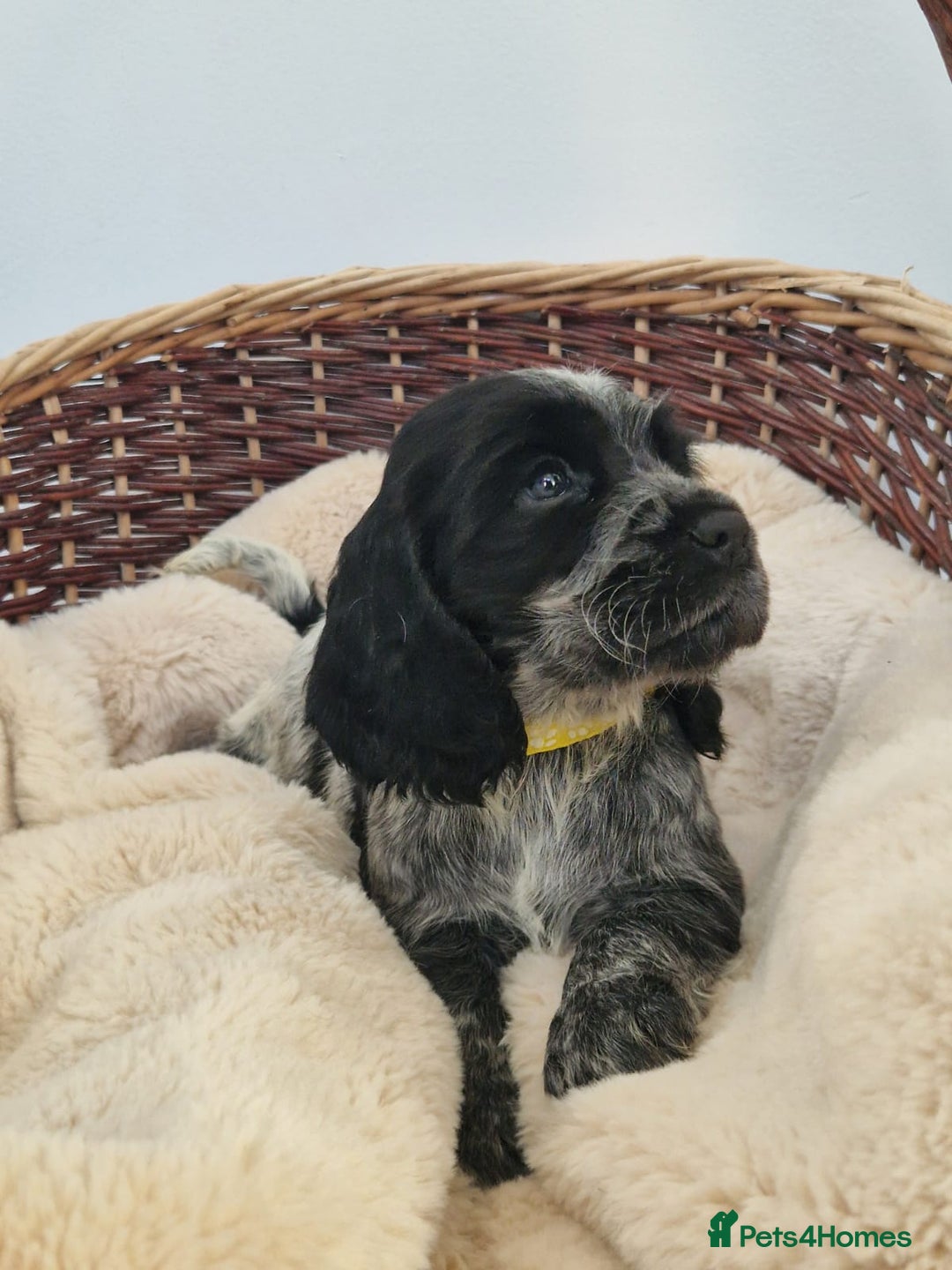 Cocker Spaniel dogs for sale: Outstanding KC registered cocker Spaniel puppies. - Advert 2