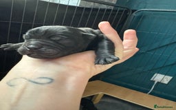 Olde English Bulldogge dogs for sale: Olde English Bulldogge Litter. - Image 7