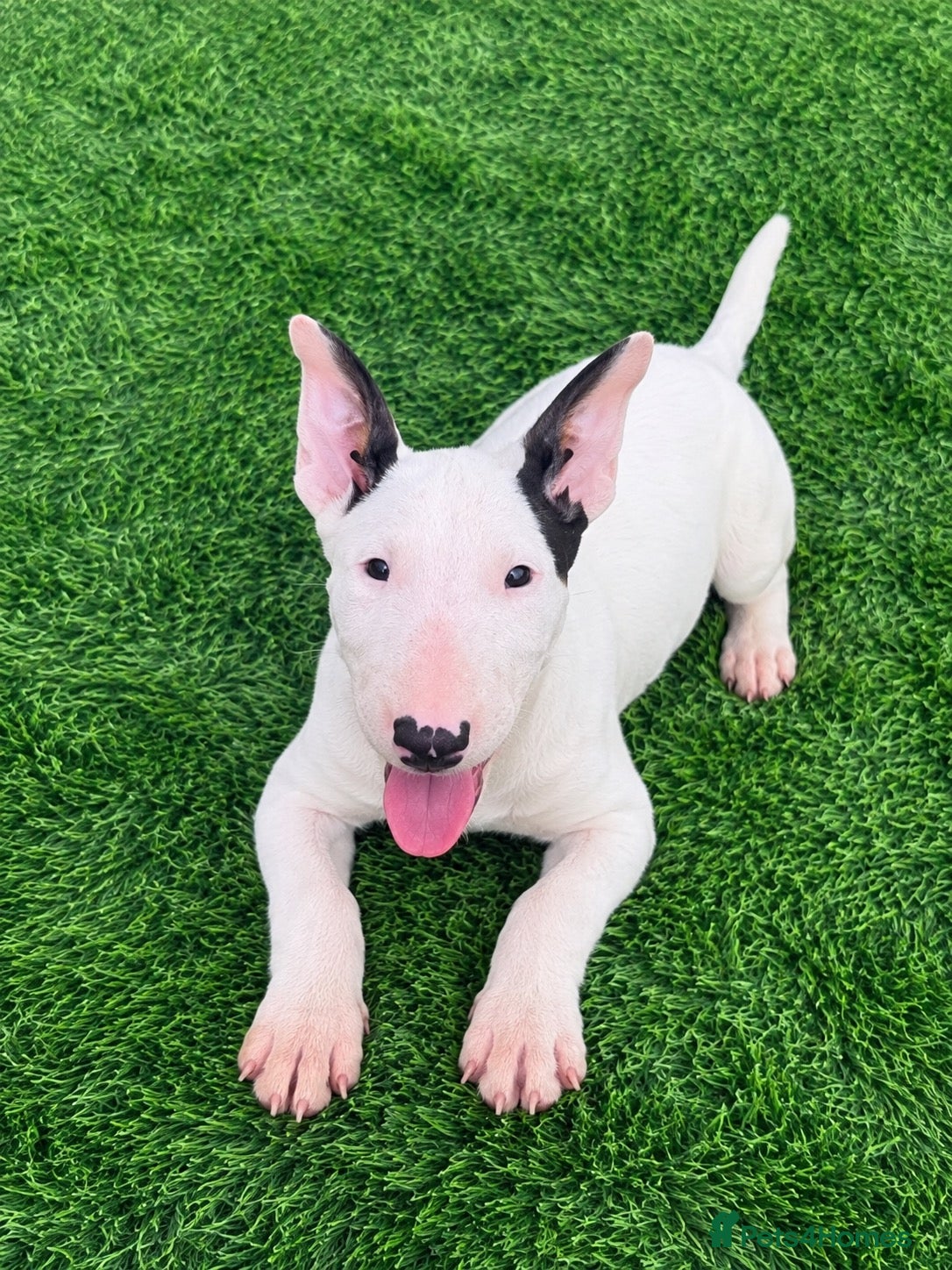 English Bull Terrier dogs Stunning English bull terrier puppies for sale  - Advert 2