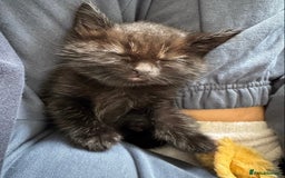 Mixed Breed cats for sale: Adorable 7 Month Old Leo for Sale 🖤 - Image 4