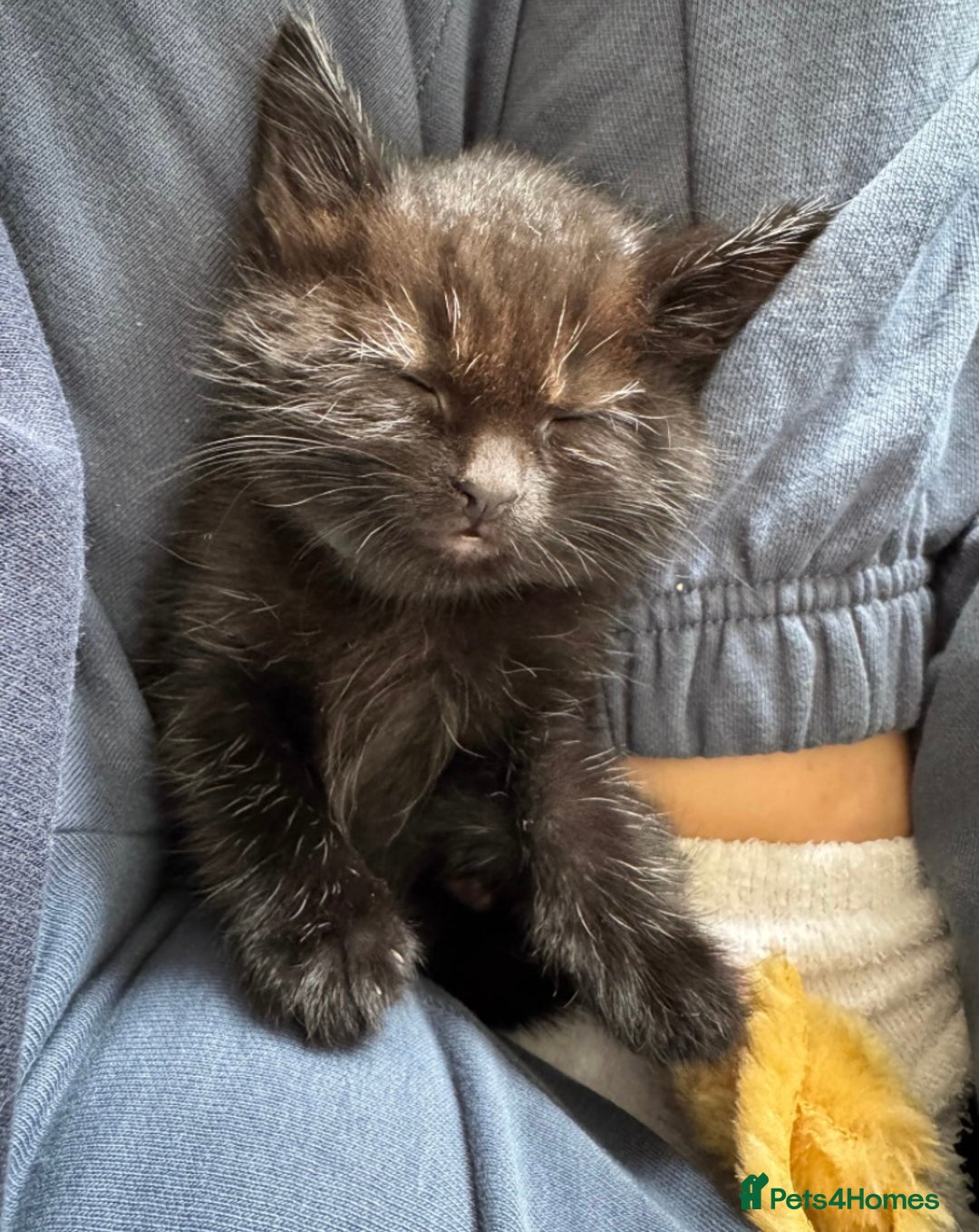 Mixed Breed cats for sale: Adorable 7 Month Old Leo for Sale 🖤 - Image 4