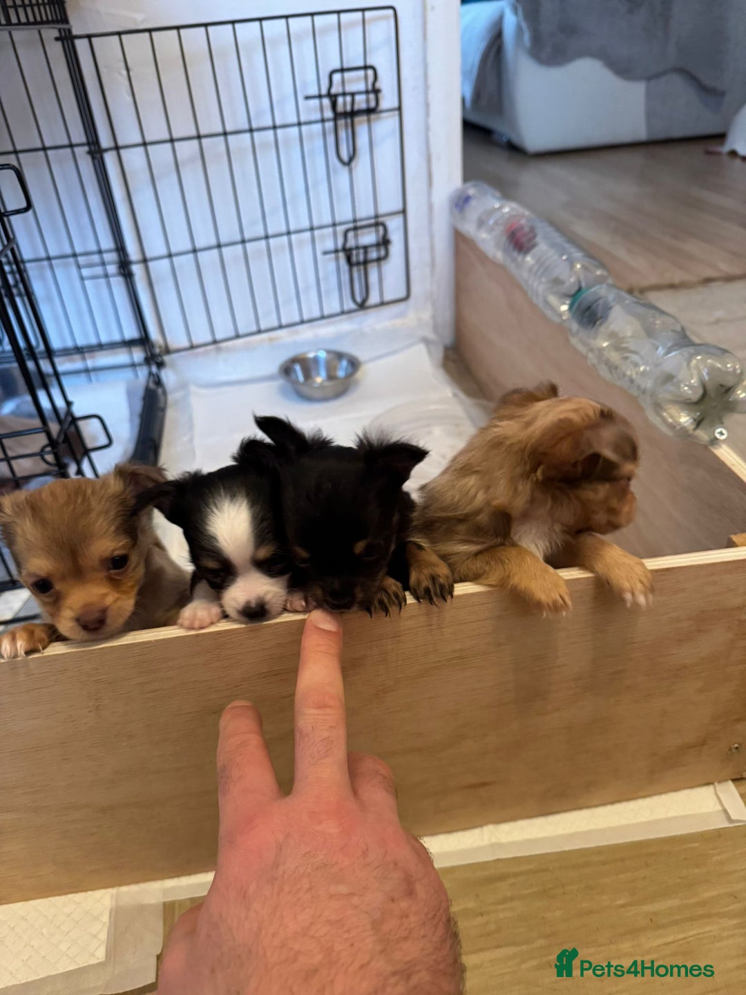 Chihuahua dogs for sale: Long Coat Chihuahua  - Advert 1