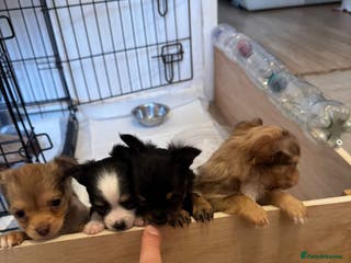 Chihuahua dogs Long Coat Chihuahua - Advert 10