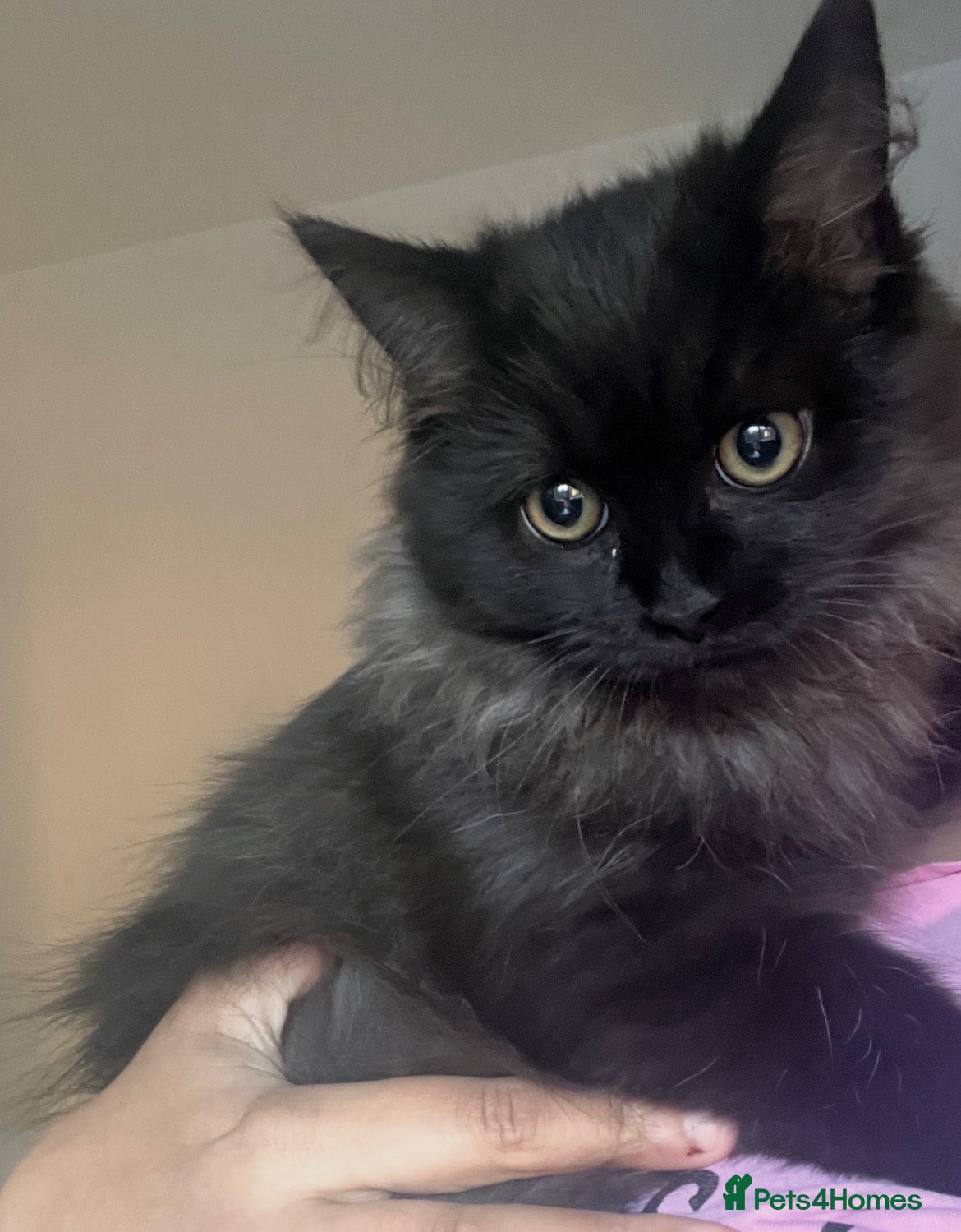 Ragdoll cats for sale: Two beautiful ragdoll brothers  - Advert 1
