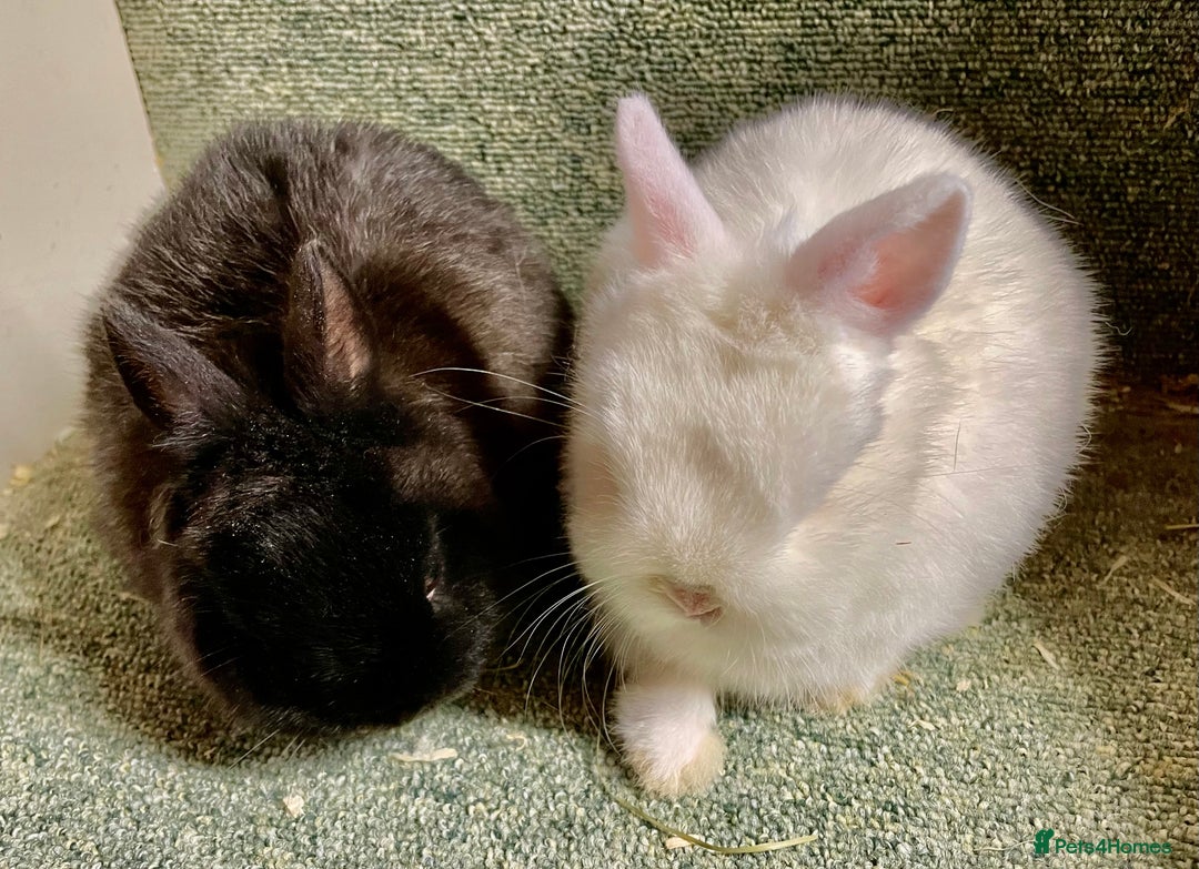 Netherland Dwarf rabbits for sale: Netherland dwarf baby does - Advert 2