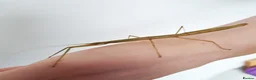 Stick Insects invertebrates for sale: Indian Stick Insects - 3-4cm Long in Southport - Advert 2