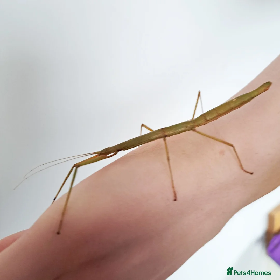 Stick Insects invertebrates for sale: Indian Stick Insects - 3-4cm Long in Southport - Advert 2