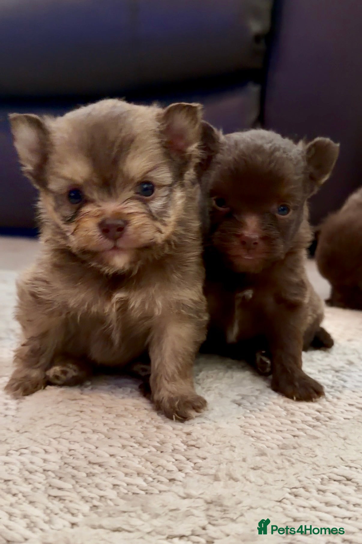 Mixed Breed dogs 4 beautiful Porkie puppies (Pomeranian x Yorkie) in Southminster - Advert 2