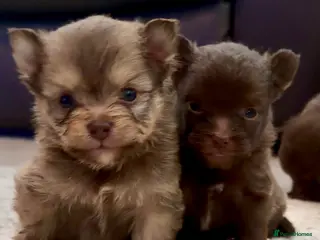 Mixed Breed dogs 4 beautiful Porkie puppies (Pomeranian x Yorkie) in Southminster - Advert 8