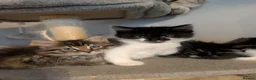 Maine Coon cats for sale: 🩵🩷Maine coon cross kitty's ready now 🩷🩵 - Advert 10