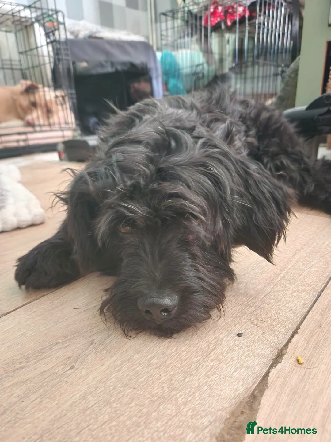 Mixed Breed dogs for adoption: 🐾 Meet Ben 🐾 - Advert 2