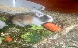 Mini Lion Lop rabbits for sale: Baby bunnies mini lion lops ready now  - Image 17