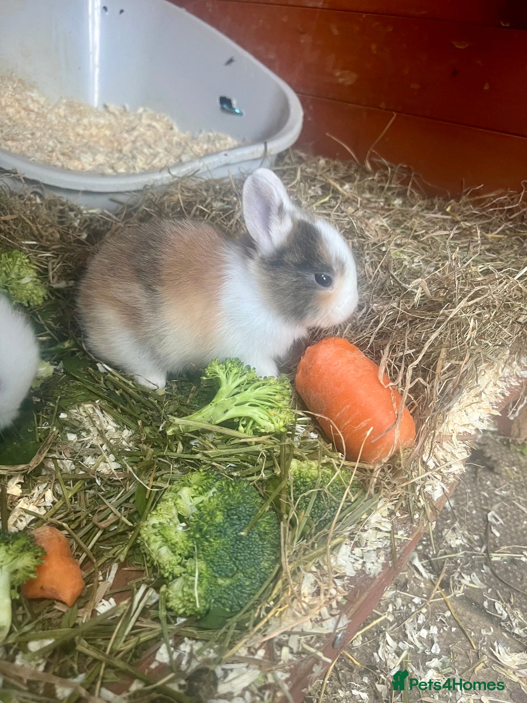 Mini Lion Lop rabbits for sale: Baby bunnies mini lion lops ready now  - Image 17