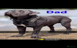 Cane Corso dogs for sale: Cerberus champion bloodline cane corso - Image 6