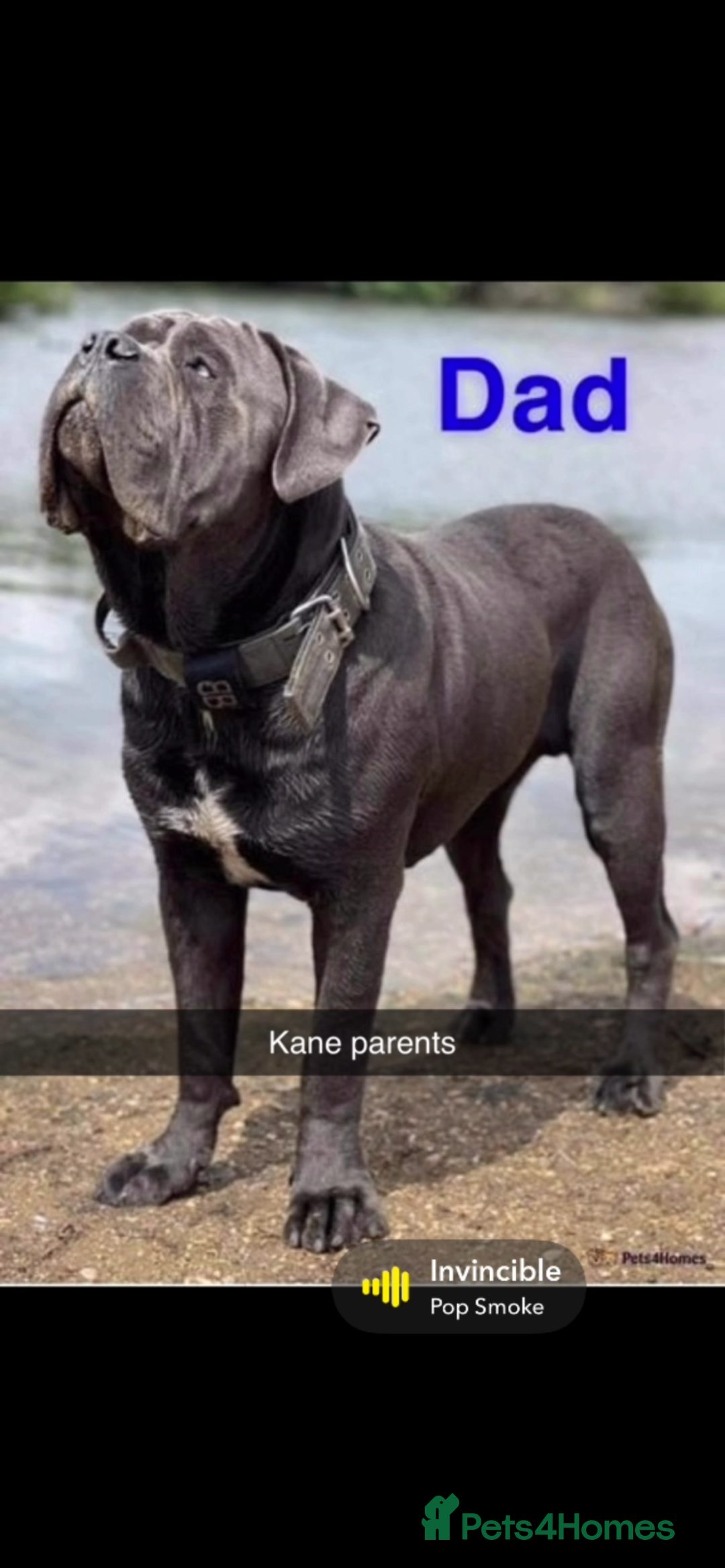 Cane Corso dogs for sale: Cerberus champion bloodline cane corso - Image 6