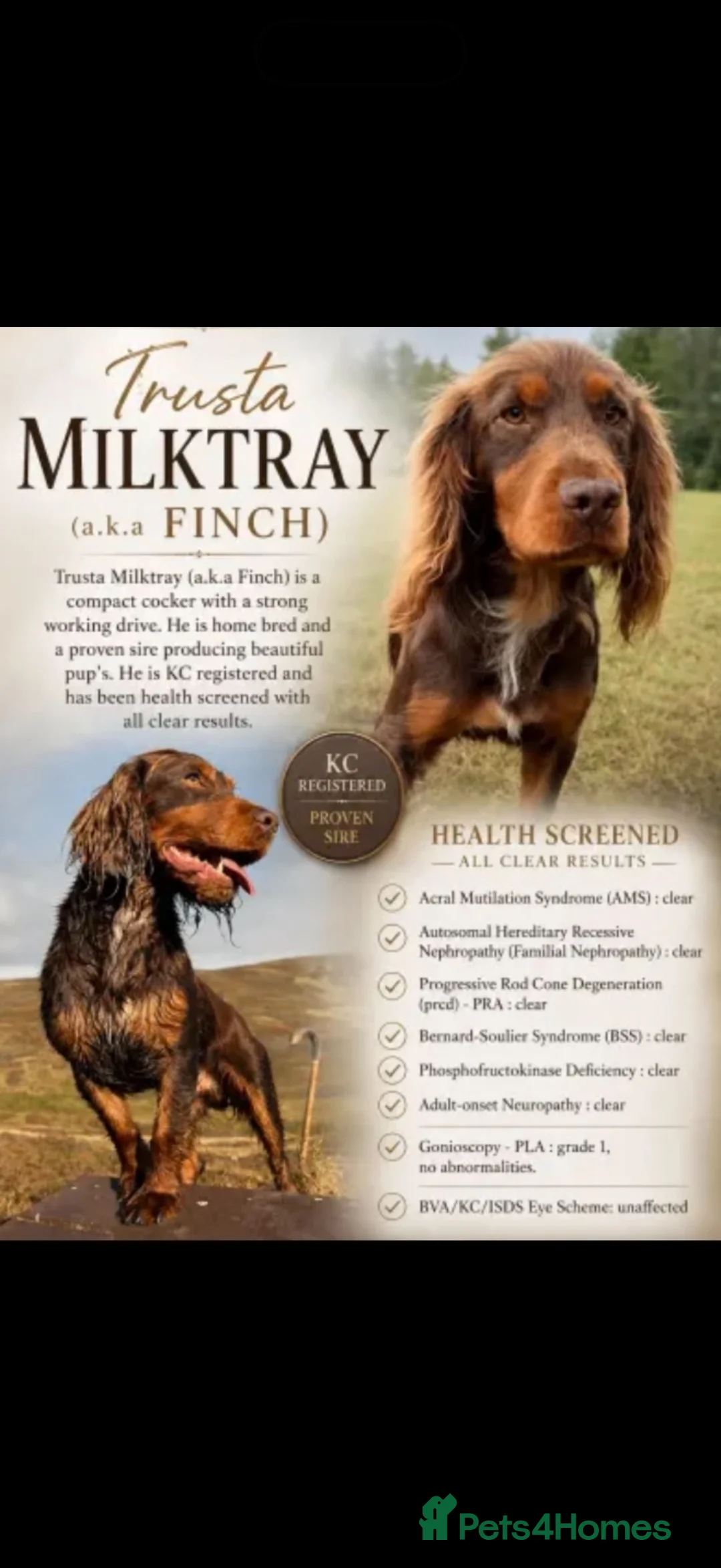 Cocker Spaniel dogs for sale: 🐾WAITING LIST- Working Cocker Spaniel Puppies🐾 - Advert 6