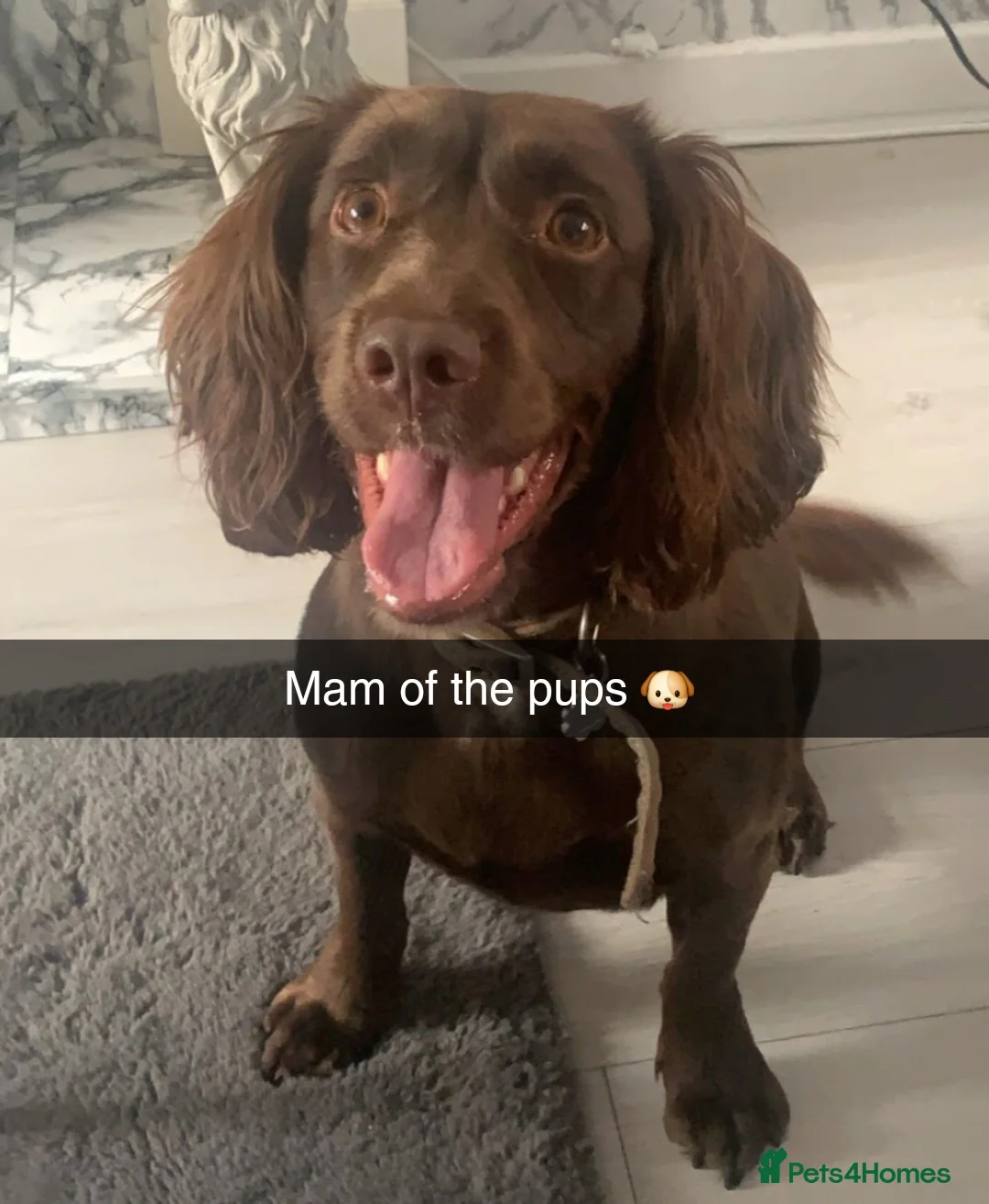 Sprocker dogs for sale: TEDDY sprocker spaniel - Advert 2