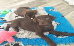 Labrador Retriever dogs for sale: KC Registered Chocolate Labradors  - Image 7