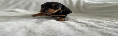 Dachshund Puppy 6