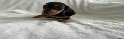Dachshund dogs for sale: Home Reared Miniature Dachsund Puppies - Advert 7