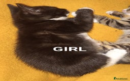 Bengal cats for sale: BENGAL x BRITISH SHORT HAIR  - Image 2
