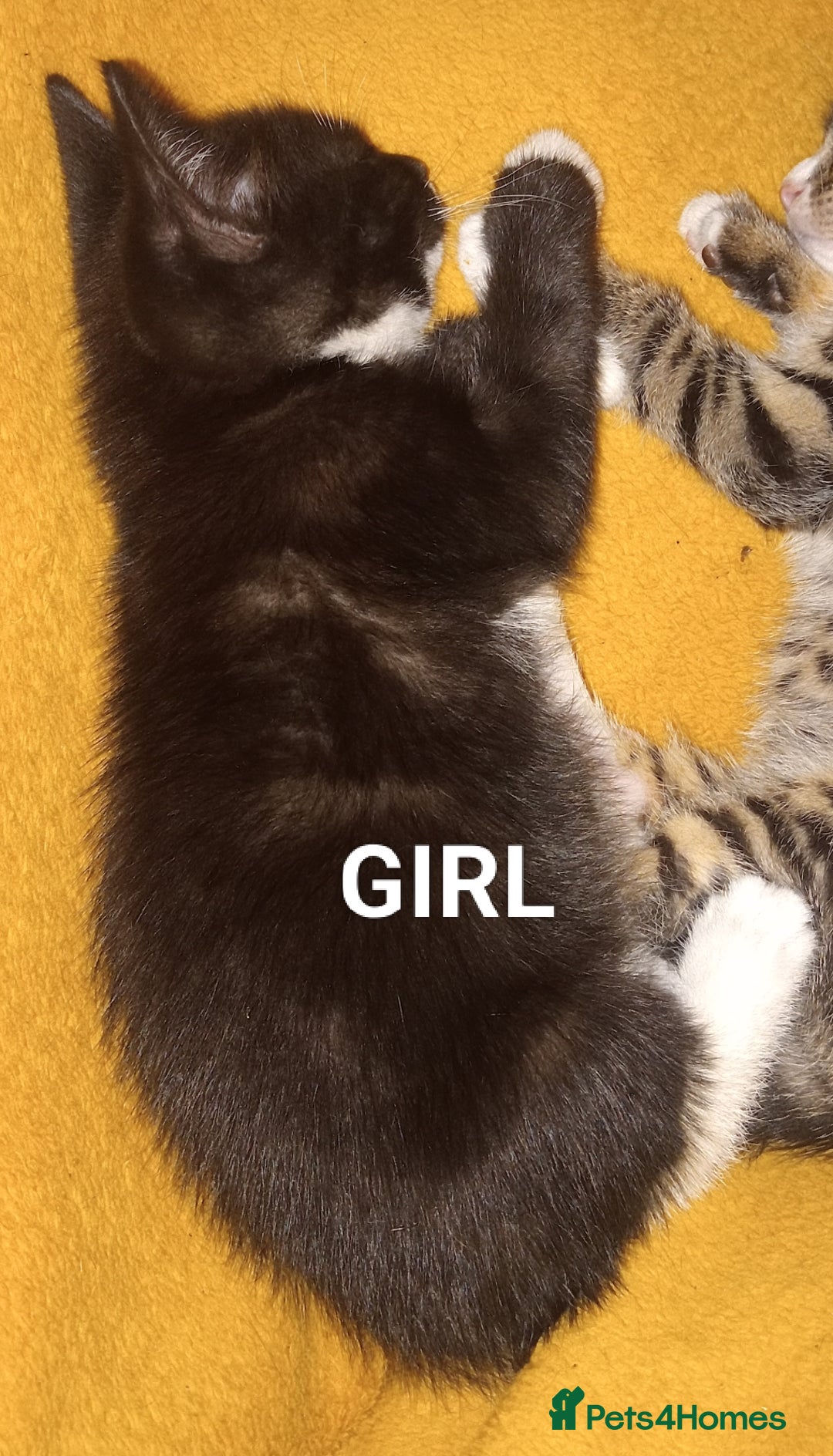 Bengal cats for sale: BENGAL x BRITISH SHORT HAIR  - Image 2