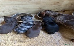 Dachshund dogs for sale: Miniature dashhounds  - Image 3