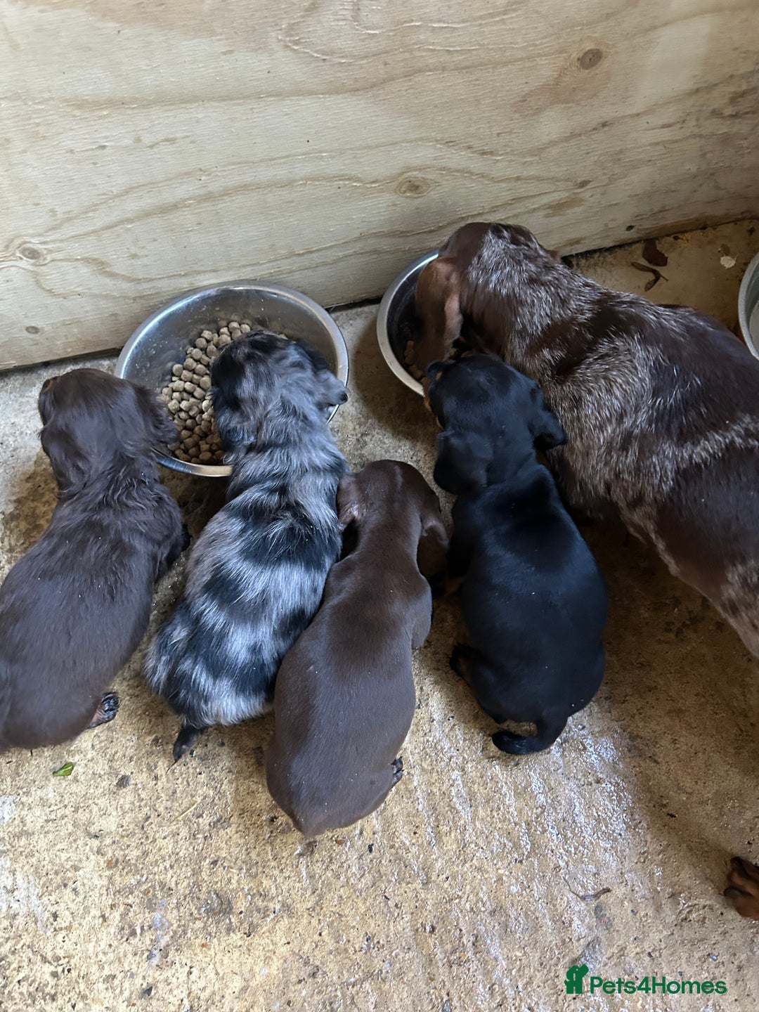 Dachshund dogs for sale: Miniature dashhounds  - Image 3