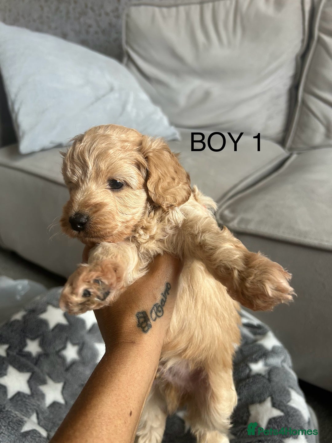 Cockapoo dogs for sale: Beautiful litter of tiny chunky Cockapoo puppies  - Image 3