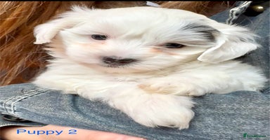 Maltipoo dogs Exquisitely Adorable Toy Maltipoo Puppies  - Advert 13